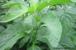Tìm hiểu về loại cây Kim Thất Tai