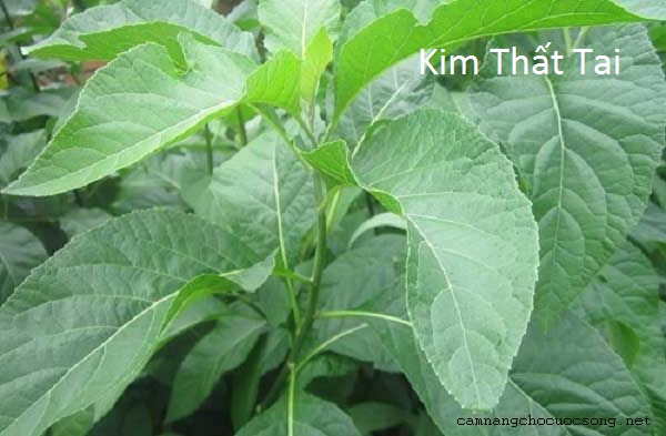 Tìm hiểu về loại cây Kim Thất Tai và công dụng của Kim Thất Tai
